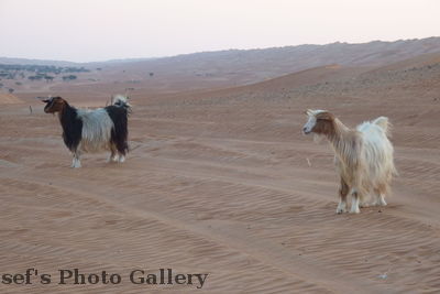 Ziegen
03.11.2012
Die Ziegen der Beduinen laufen fre herum
Schlüsselwörter: Oman Wahiba Sands