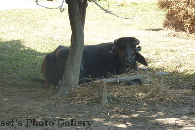 Rind
05.11.2012
Schlüsselwörter: Nepal Chitwan