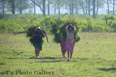 TrÃ¤gerinnen
05.11.2012
Schlüsselwörter: Nepal Chitwan