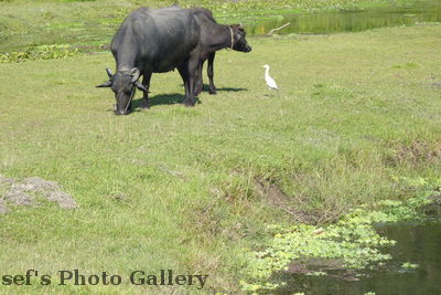 WasserbÃ¼ffel
05.11.2012
Schlüsselwörter: Nepal Chitwan