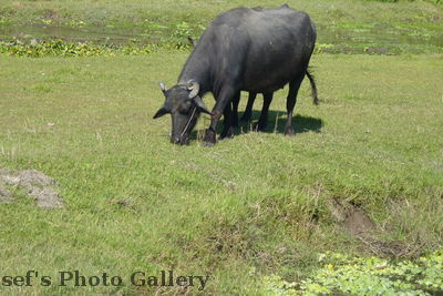 WasserbÃ¼ffel 2
05.11.2012
Schlüsselwörter: Nepal Chitwan