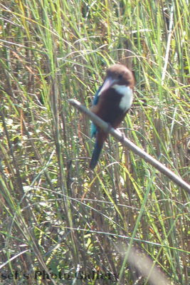 Vogel
05.11.2012
Schlüsselwörter: Nepal Chitwan
