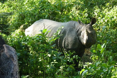 Nashorn 1
05.11.2012
NashÃ¶rner mit Jungen
Schlüsselwörter: Nepal Chitwan