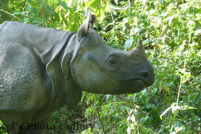 Nashorn 3
05.11.2012
Schlüsselwörter: Nepal Chitwan