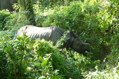 Nashorn 3
05.11.2012
NashÃ¶rner mit Jungen
Schlüsselwörter: Nepal Chitwan