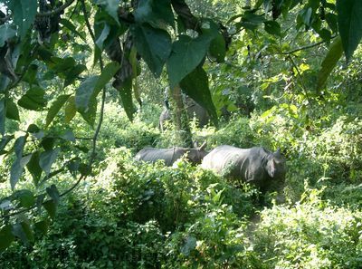 Nashorn 4
05.11.2012
Schlüsselwörter: Nepal Chitwan