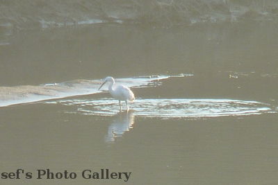 Vogel 2
05.11.2012
Schlüsselwörter: Nepal Chitwan