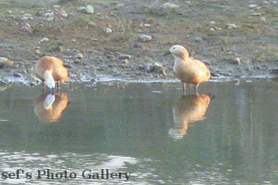Vogel 3
05.11.2012
Schlüsselwörter: Nepal Chitwan