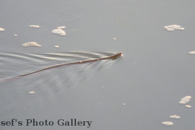 Schlange
05.11.2012
Schlüsselwörter: Nepal Chitwan