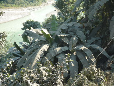 Palme
06.11.2012
Die Pflanzen am StraÃŸenrand sind ziemlich verstaubt
Schlüsselwörter: Nepal Pokhara