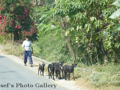 Ziegenhirte
06.11.2012
Schlüsselwörter: Nepal Pokhara