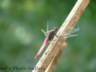 Libelle
06.11.2012
Schlüsselwörter: Nepal Pokhara