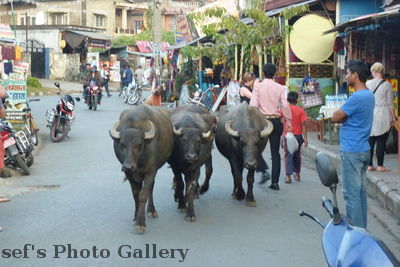 Rinder
06.11.2012
auch ganz normal
Schlüsselwörter: Nepal Pokhara