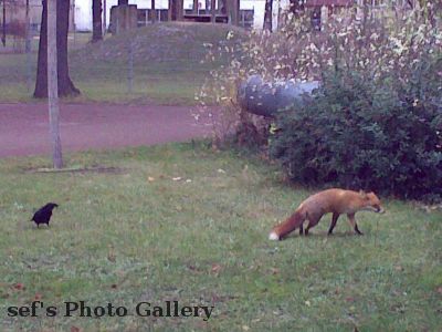 Fuchs 12.12.-7
Der Fuchs und der Rabe 1
Diesmal mit dem eigenen Handy geschossen
Schlüsselwörter: Fuchs