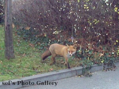 Fuchs 12.12.-6
Der erste Fuchs
Schlüsselwörter: Fuchs