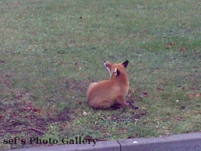 Fuchs 12.12.-4
Der andere Fuchs 2
Schlüsselwörter: Fuchs