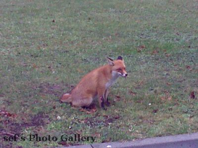 Fuchs 12.12.-3
Der andere Fuchs
Schlüsselwörter: Fuchs