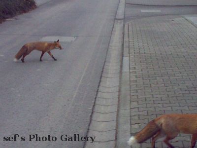 Fuchs 12.12.-2
Auch das Ãœberqueren der StraÃŸe will gelernt sein
Schlüsselwörter: Fuchs
