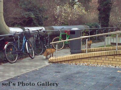 Fuchs 12.12.-1
Jetzt trollen sich die beiden FÃ¼chse davon
Schlüsselwörter: Fuchs