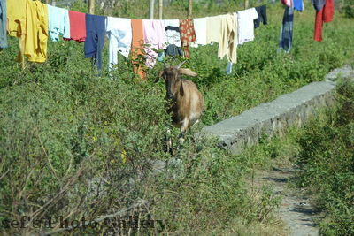 Ziege
07.11.2012
Schlüsselwörter: Nepal Pokhara