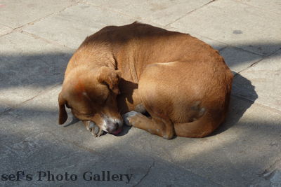 Swayambhunath 7
08.11.2012
Einder der Hunde auf dem TempelgelÃ¤nde
Schlüsselwörter: Nepal Kathmandu