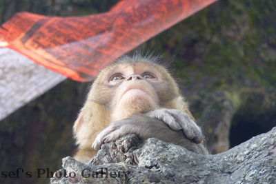 Swayambhunath 14
08.11.2012
Der ÃœbeltÃ¤ter miemt die pure Unschuld
Schlüsselwörter: Nepal Kathmandu