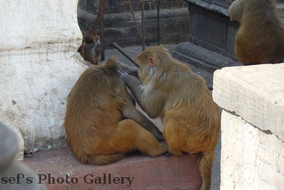 Swayambhunath 21
08.11.2012

Schlüsselwörter: Nepal Kathmandu