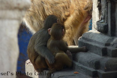 Swayambhunath 22
08.11.2012
Schlüsselwörter: Nepal Kathmandu