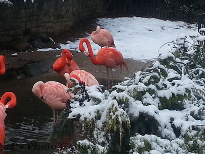 Die Flamingos nahe des Eingangs
Schlüsselwörter: Zoo Leipzig