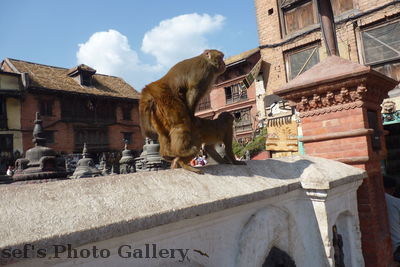 Swayambhunath 24
08.11.2012
Da weiss man wo die vielen Affen herkommen
Schlüsselwörter: Nepal Kathmandu