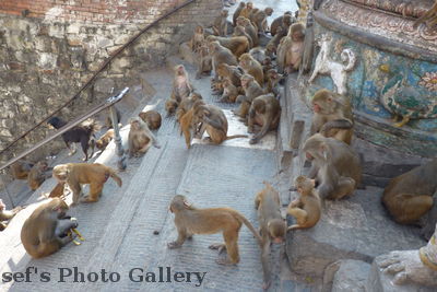 Swayambhunath 26
08.11.2012
ein groÃŸer Affenclan
Schlüsselwörter: Nepal Kathmandu