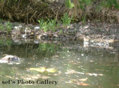 Wo ist der Bieber??
Schlüsselwörter: Paddeln Leipzig