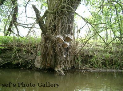 was fÃ¼r Pilzsammler
Schlüsselwörter: Paddeln Leipzig