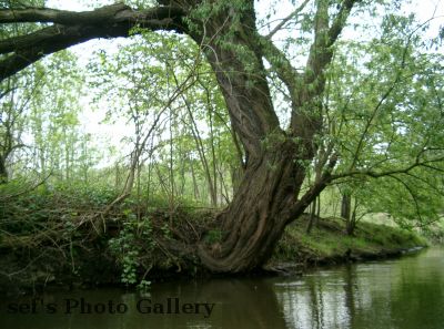 Skurile BÃ¤ume
Schlüsselwörter: Paddeln Leipzig