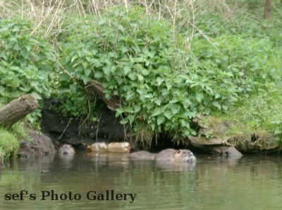 ein Bieberbau
Schlüsselwörter: Paddeln Leipzig