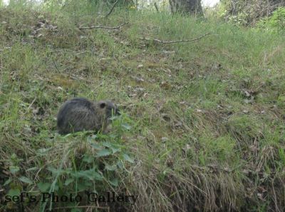 Ein Bieber unterwegs
Schlüsselwörter: Paddeln Leipzig