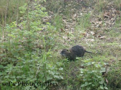 noch ein Bieber unterwgs
Schlüsselwörter: Paddeln Leipzig