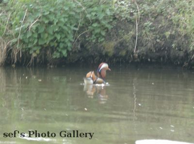 Hier schwimmen auch seltenere Entenarten
Schlüsselwörter: Paddeln Leipzig