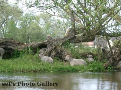 Die Schafe sind auch wieder da, im Schatten
Schlüsselwörter: Paddeln Leipzig
