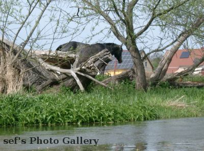 Auch das Pferd sucht Schatten
Schlüsselwörter: Paddeln Leipzig
