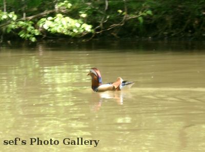 Eine Ente, aber inch die normale Art
Schlüsselwörter: Paddeln Leipzig