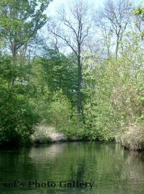 Immer wieder sieht man hier tote BÃ¤ume
Schlüsselwörter: Paddeln Leipzig