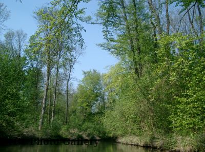 Die BÃ¤ume werden gerade grÃ¼n
Schlüsselwörter: Paddeln Leipzig