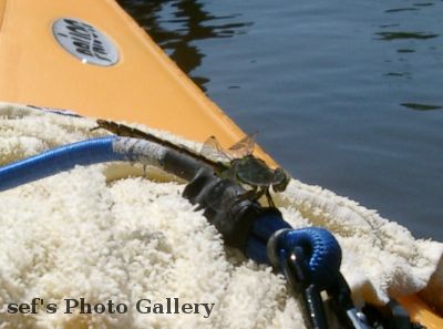 Libelle
2012-08-04
Nach dem Umtragen hatte ich Besuch einer Libelle
Schlüsselwörter: Paddeln Leipzig