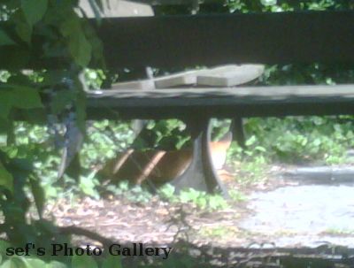 Fuchs auf Arbeit
Ja, das Dienst-BB hat eine besch... Kamera.
Wenn der Fuchs hergeschaut hÃ¤tte...
Schlüsselwörter: Fuchs