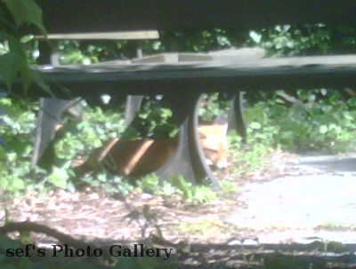 Fuchs auf Arbeit
Ja, das Dienst-BB hat eine besch... Kamera.
Hier sieht man einen der beiden FÃ¼chse, allerdings unscharf.
Schlüsselwörter: Fuchs