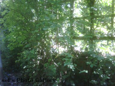 Fuchs auf Arbeit
Ja, das Dienst-BB hat eine besch... Kamera.
Also ich erkenne hier den Fuchs nicht.
Schlüsselwörter: Fuchs