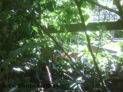 Fuchs auf Arbeit
Ja, das Dienst-BB hat eine besch... Kamera.
Der Fuchs ist kaum zu sehen.
Schlüsselwörter: Fuchs