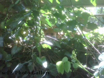 Fuchs auf Arbeit
Ja, das Dienst-BB hat eine besch... Kamera.
Aber hier erkennt man den Fuchs jedenfalls.
Der Fuchs ist c.a. 1m entfernt.
Schlüsselwörter: Fuchs