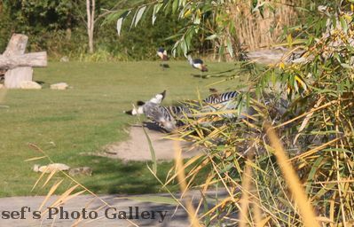 Am Zooschaufenster
Test der EOS500D
Schlüsselwörter: Zoo